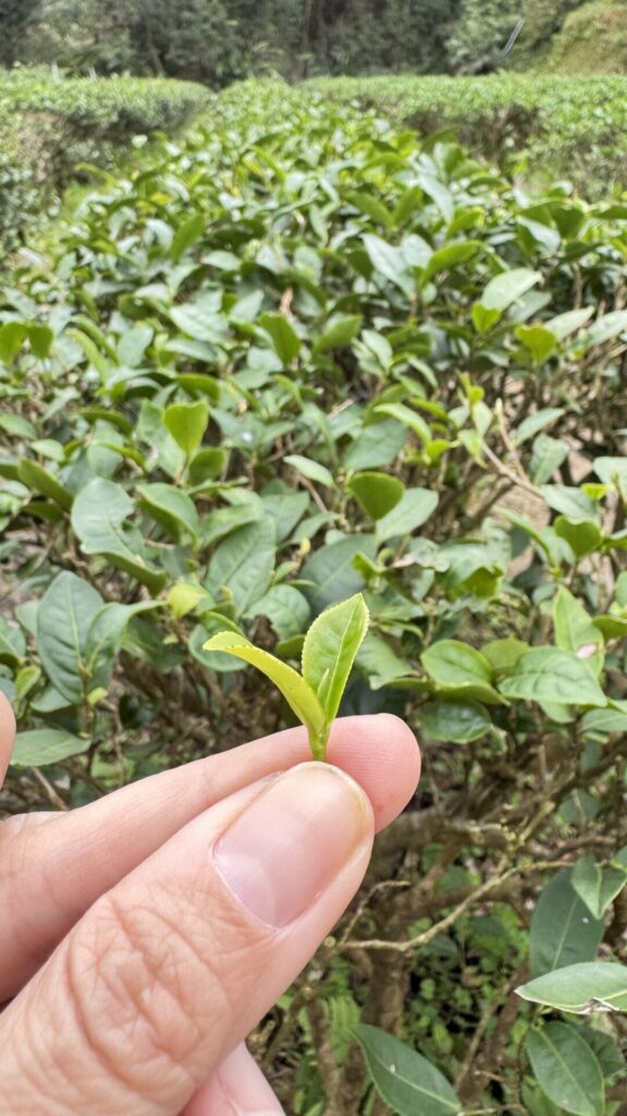 臺茶14號俗名為「白文」